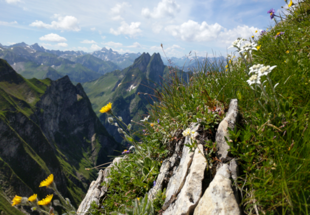 Allg Alpen Sommer